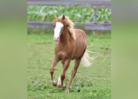 American Paint Horse, Ogier, 1 Rok, 155 cm, Kasztanowata