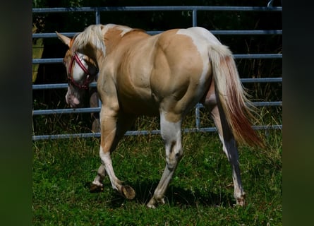 American Paint Horse, Ogier, 1 Rok, 155 cm, Srokata