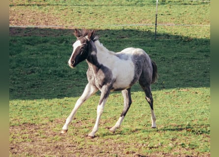 American Paint Horse, Ogier, 1 Rok, Karodereszowata