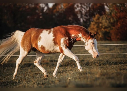 American Paint Horse, Ogier, 8 lat, 145 cm, Kasztanowata