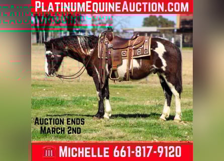 American Paint Horse, Ruin, 10 Jaar, 137 cm, Overo-alle-kleuren