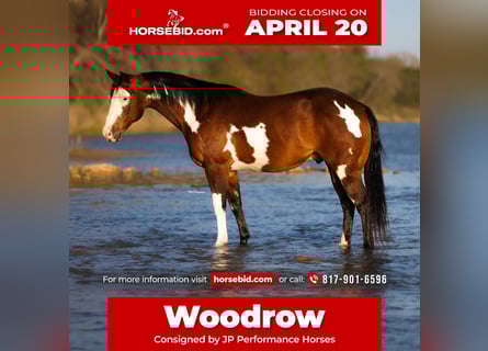 American Paint Horse, Ruin, 10 Jaar, 147 cm, Roodbruin