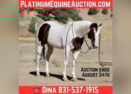 American Paint Horse, Ruin, 10 Jaar, 150 cm, Tobiano-alle-kleuren