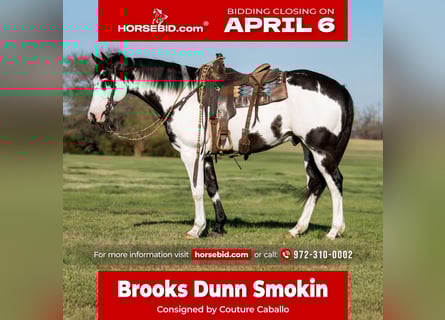 American Paint Horse, Ruin, 10 Jaar, 160 cm, Gevlekt-paard