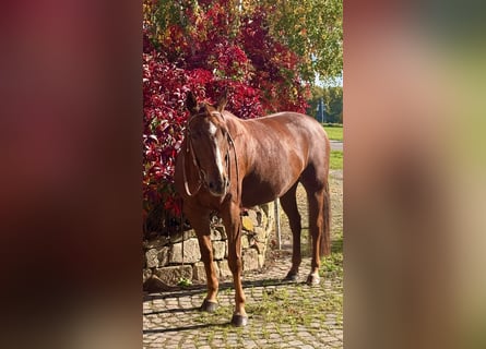 American Paint Horse, Ruin, 10 Jaar, 160 cm, Vos