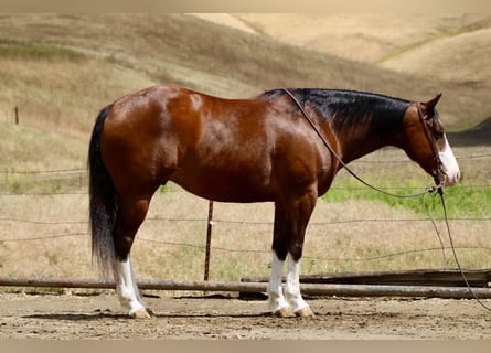 American Paint Horse, Ruin, 11 Jaar, 152 cm, Tobiano-alle-kleuren