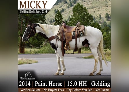 American Paint Horse, Ruin, 12 Jaar, 152 cm, Tobiano-alle-kleuren