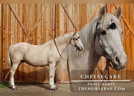 American Paint Horse, Ruin, 12 Jaar, 155 cm, Palomino