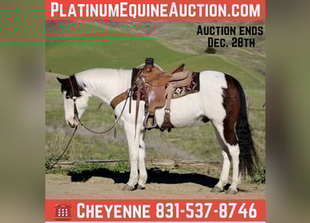 American Paint Horse, Ruin, 13 Jaar, 147 cm, Tobiano-alle-kleuren