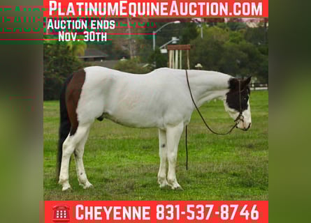 American Paint Horse, Ruin, 13 Jaar, 147 cm, Tobiano-alle-kleuren