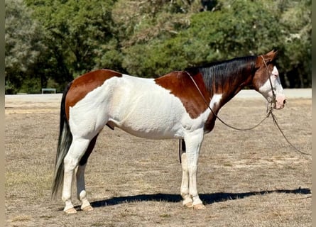 American Paint Horse, Ruin, 13 Jaar, 152 cm, Overo-alle-kleuren