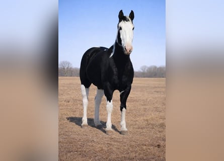 American Paint Horse, Ruin, 14 Jaar, 157 cm, Gevlekt-paard