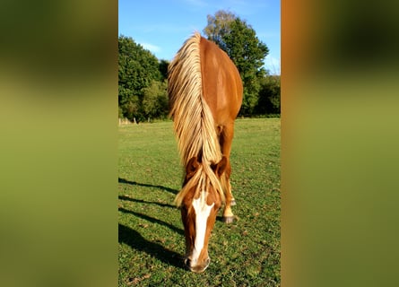 American Paint Horse, Ruin, 1 Jaar, 145 cm, Vos