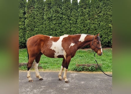 American Paint Horse, Ruin, 3 Jaar, 143 cm, Tobiano-alle-kleuren