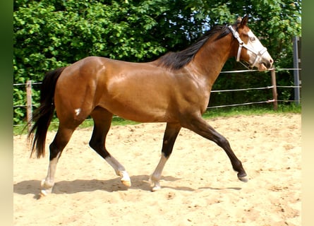 American Paint Horse, Ruin, 3 Jaar, 148 cm, Overo-alle-kleuren