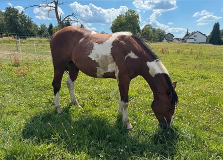 American Paint Horse, Ruin, 3 Jaar, 150 cm, Gevlekt-paard