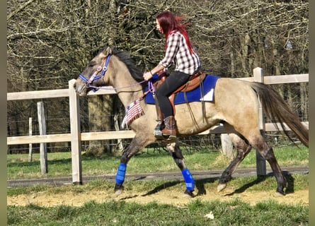 American Paint Horse Mix, Ruin, 3 Jaar, 152 cm, Grullo