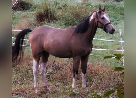 American Paint Horse, Ruin, 3 Jaar, 153 cm, Buckskin