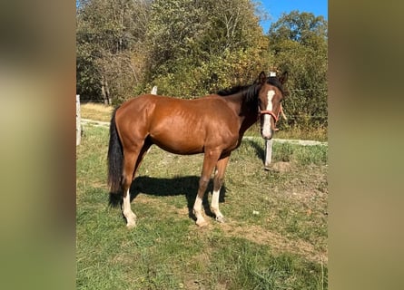 American Paint Horse Mix, Ruin, 3 Jaar, 153 cm