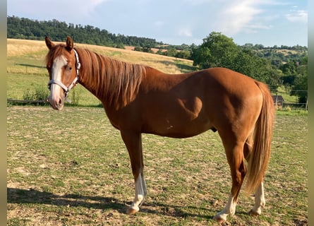 American Paint Horse, Ruin, 3 Jaar, 156 cm, Vos