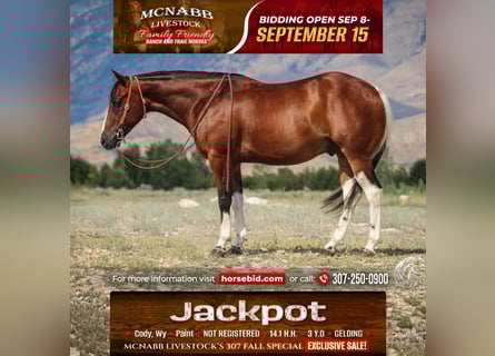 American Paint Horse, Ruin, 4 Jaar, 145 cm, Roodbruin