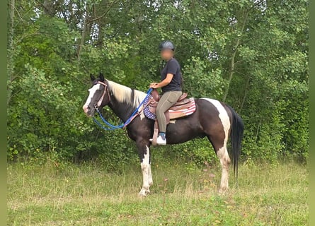 American Paint Horse, Ruin, 4 Jaar, 150 cm, Gevlekt-paard