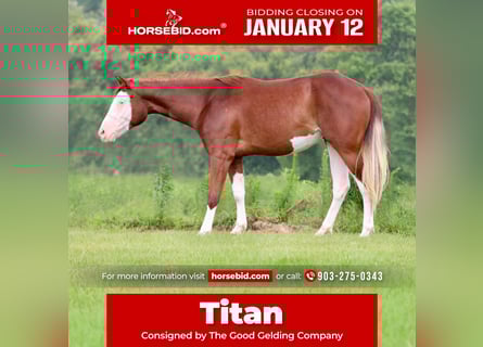 American Paint Horse, Ruin, 4 Jaar, 150 cm