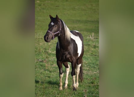 American Paint Horse, Ruin, 4 Jaar, 153 cm, Tobiano-alle-kleuren