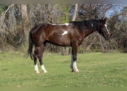 American Paint Horse, Ruin, 4 Jaar, 155 cm, Zwart