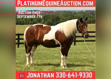 American Paint Horse, Ruin, 5 Jaar, 142 cm, Tobiano-alle-kleuren