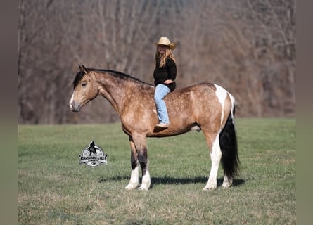 American Paint Horse Mix, Ruin, 5 Jaar, 150 cm, Gevlekt-paard