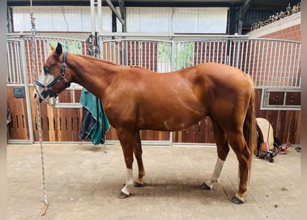 American Paint Horse, Ruin, 5 Jaar, 150 cm, Overo-alle-kleuren