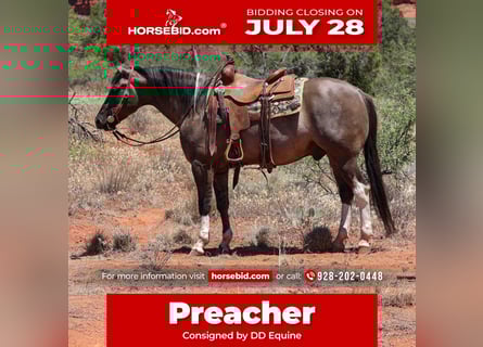 American Paint Horse, Ruin, 5 Jaar, 152 cm, Grullo