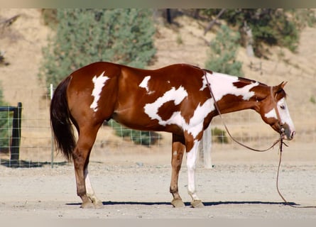 American Paint Horse, Ruin, 5 Jaar, Overo-alle-kleuren