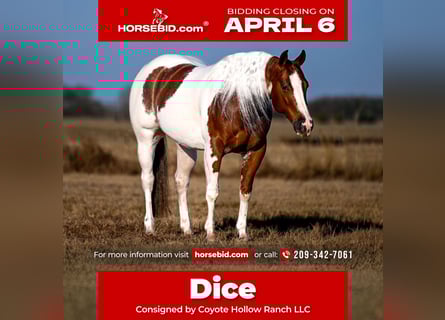 American Paint Horse, Ruin, 6 Jaar, 145 cm, Gevlekt-paard