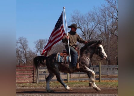 American Paint Horse, Ruin, 7 Jaar, 142 cm, Roan-Blue