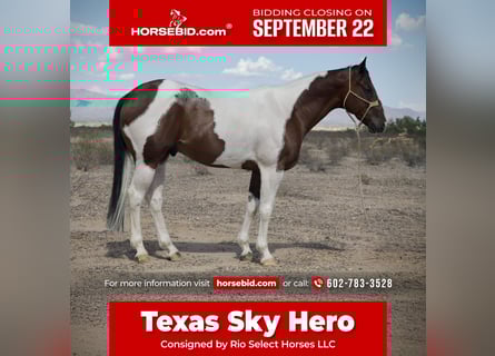 American Paint Horse, Ruin, 7 Jaar, 160 cm, Gevlekt-paard