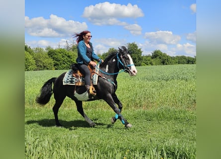 American Paint Horse, Ruin, 8 Jaar, 150 cm, Overo-alle-kleuren