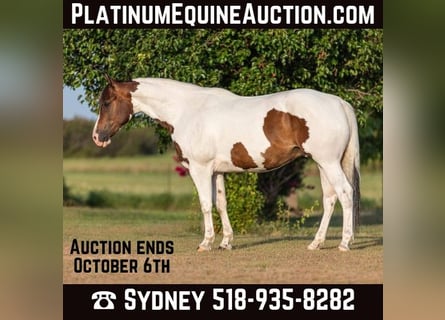 American Paint Horse, Ruin, 9 Jaar, 152 cm, Tobiano-alle-kleuren