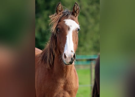 American Paint Horse, Semental, 1 año, 150 cm, Overo-todas las-capas