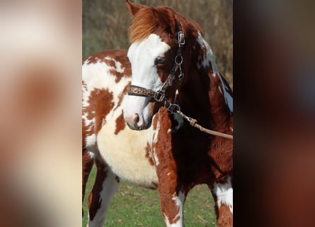 American Paint Horse, Semental, 1 año, 153 cm, Overo-todas las-capas