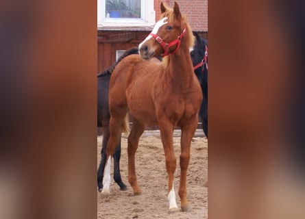 American Paint Horse, Semental, 1 año, 155 cm, Alazán
