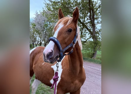 American Paint Horse, Semental, 2 años, 150 cm, Tobiano-todas las-capas