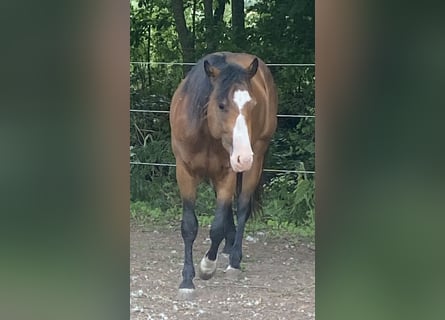 American Paint Horse, Semental, 3 años, 160 cm, Overo-todas las-capas