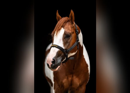 American Paint Horse, Semental, 5 años, 158 cm, Tobiano-todas las-capas