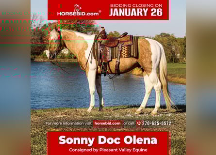 American Paint Horse, Semental, 6 años, 155 cm, Tobiano-todas las-capas