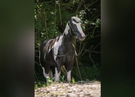 American Paint Horse, Semental, 9 años, 153 cm, Pío