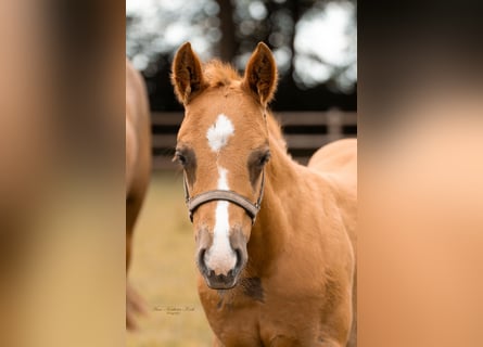American Paint Horse, Semental, Potro (01/2025), Alazán