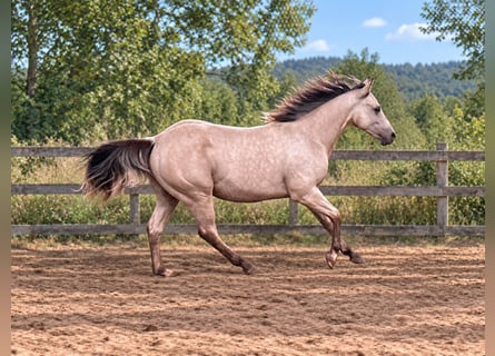 American Paint Horse, Stallion, 1 year, 14.1 hh, Buckskin