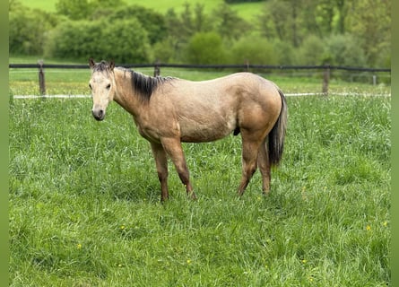 American Paint Horse, Stallion, 1 year, 14.1 hh, Buckskin